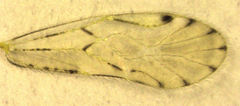 Zelandopsocus kuscheli