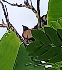 Centropus sinensis