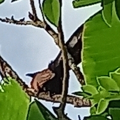 Centropus sinensis