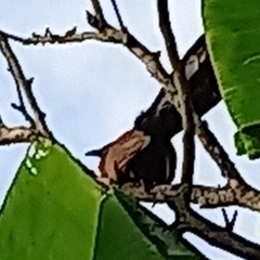 Centropus sinensis