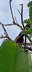 Centropus sinensis