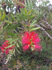 Melaleuca citrina