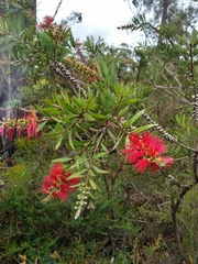 Melaleuca citrina