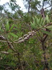 Melaleuca citrina