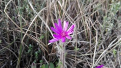 Senecio polyodon subglaber