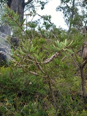 Melaleuca citrina