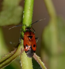 Deraeocoris punctum