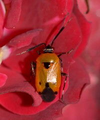 Deraeocoris punctum