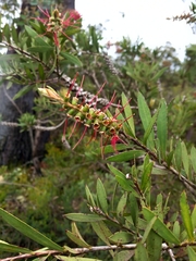 Melaleuca citrina