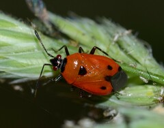 Deraeocoris punctum