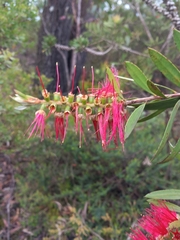 Melaleuca citrina