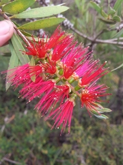 Melaleuca citrina