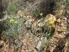 Aspalathus tridentata