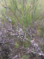 Allocasuarina distyla