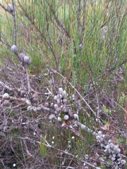 Allocasuarina distyla