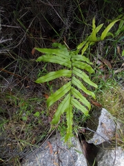 Blechnum minus