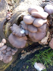 Pleurotus ostreatus