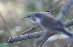 Curruca iberiae