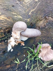 Pleurotus ostreatus