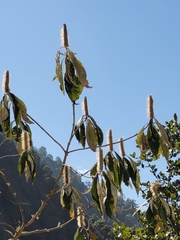 Leucosceptrum canum