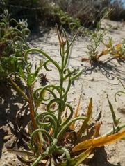 Neotorularia torulosa