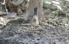 Curruca iberiae