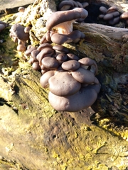 Pleurotus ostreatus