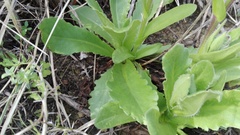 Senecio polyodon subglaber