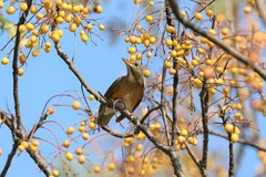 Turdus chrysolaus