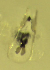 Zelandopsocus kuscheli