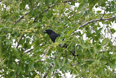 Ptiloxena atroviolacea