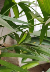 Elymnias hypermnestra