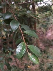 Luma