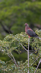 Patagioenas araucana