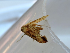 Evergestis forficalis