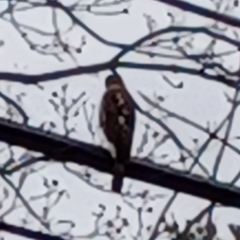 Accipiter