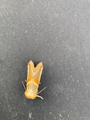 Habrosyne pyritoides