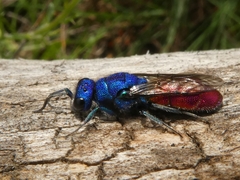 Chrysura