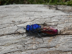 Chrysura