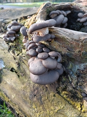 Pleurotus ostreatus