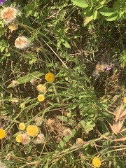 Nidorella