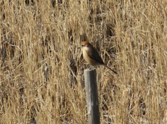 Lanius bucephalus