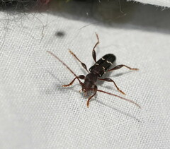 Ectosticta cleroides