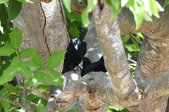 Ptiloxena atroviolacea