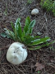 Agaricus