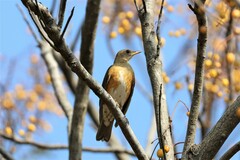 Turdus chrysolaus