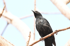 Molothrus bonariensis