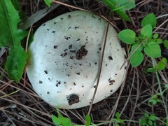 Agaricus