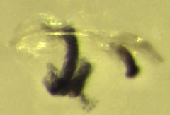 Zelandopsocus kuscheli