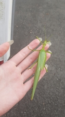 Podacanthus viridiroseus